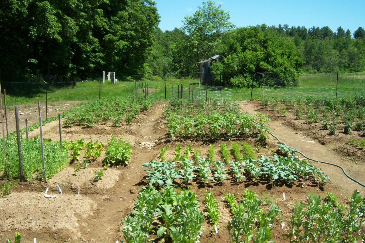 Nutter Farm a Reaping Green Homestead Network Provider Watch us grow...