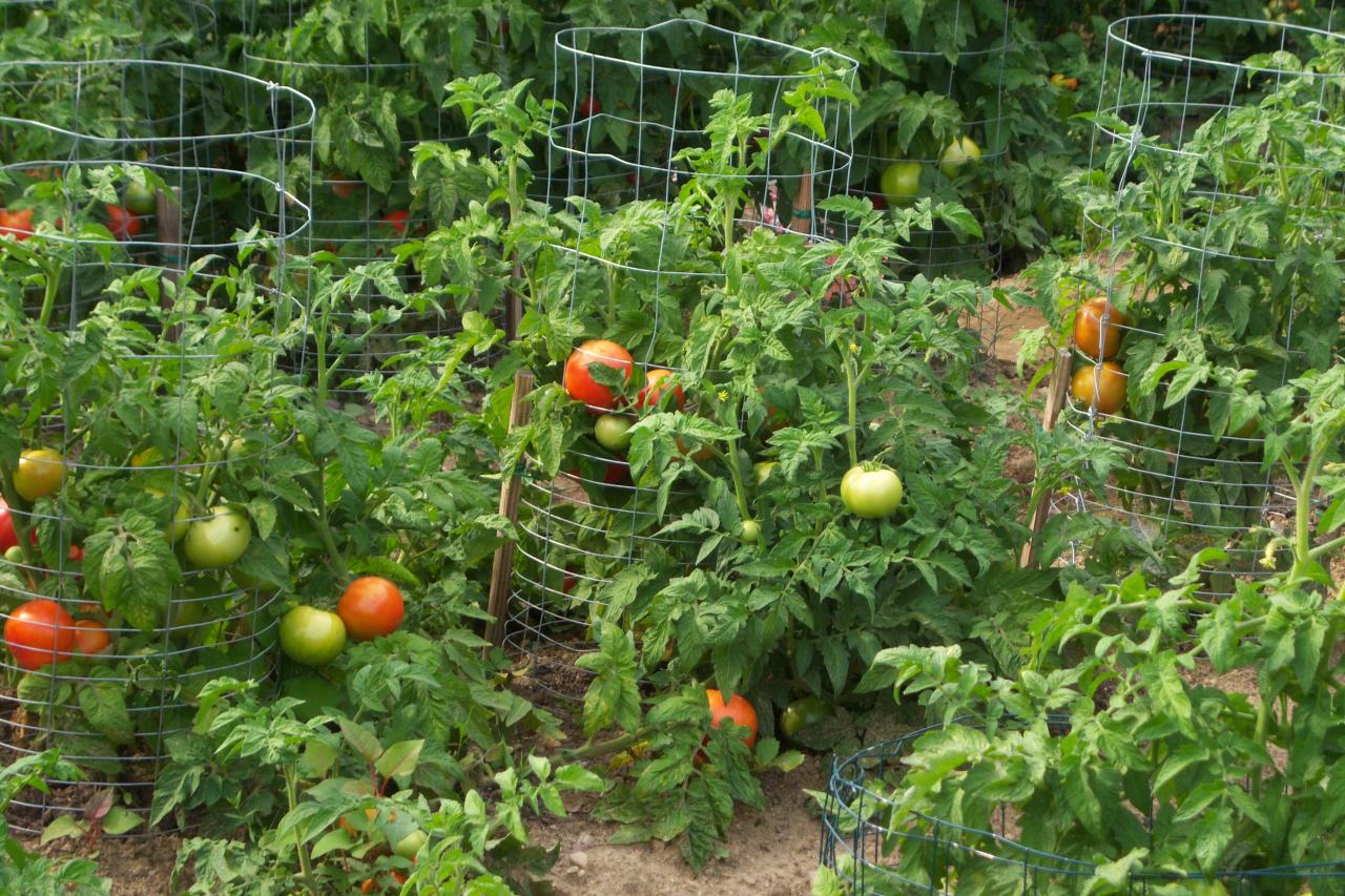 Nutter Farm a Reaping Green Homestead Network Provider Watch us grow...