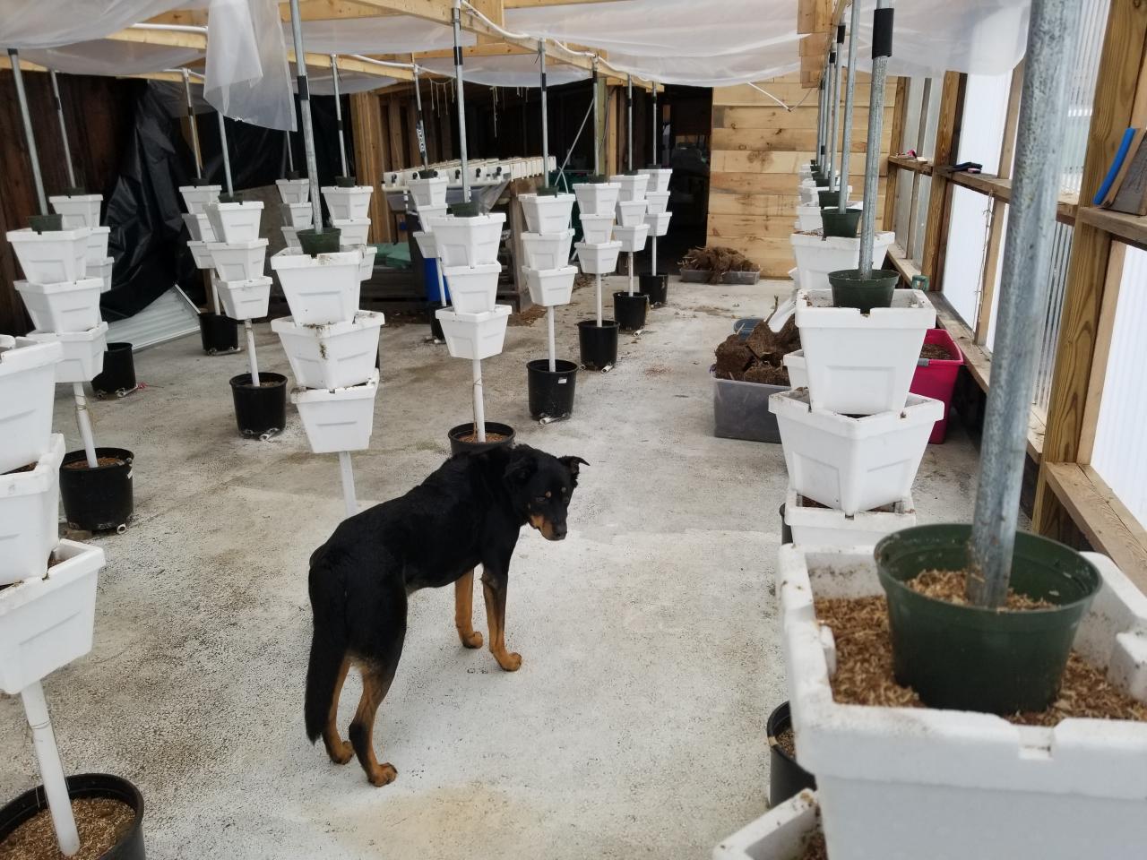 Nutter Farm a Reaping Green Homestead Network Provider Watch us grow...